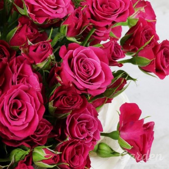 25 малиновых кустовых роз в шляпной коробке